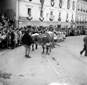 Ossen in de optocht bij de oogstfeesten, Bestanddeelnr 254-1898