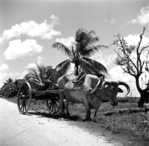 Ossenwagen in de buurt van Lelydorp in Suriname, Bestanddeelnr 252-5548
