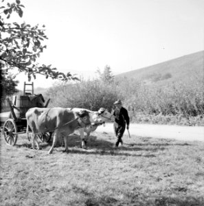 Ossenkar met oogstkuipen, Bestanddeelnr 254-4189