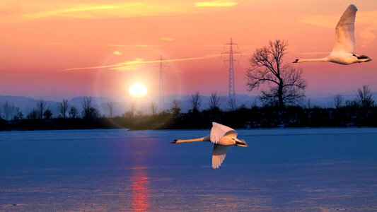 Swans flying winter