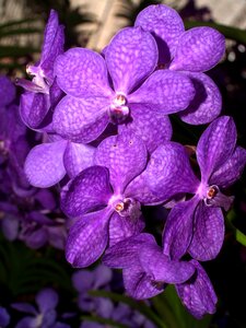 Violet flora growth
