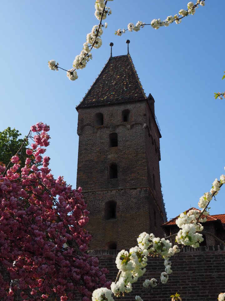 City wall historic center cherry blossom