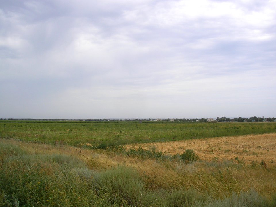 OstaninoCr 12