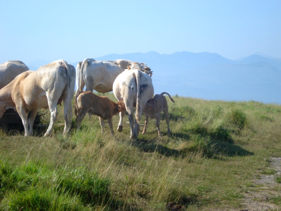 Ostabat-Asme (Pyr-Atl, Fr) Des vaches sur le plateau de Soyarza