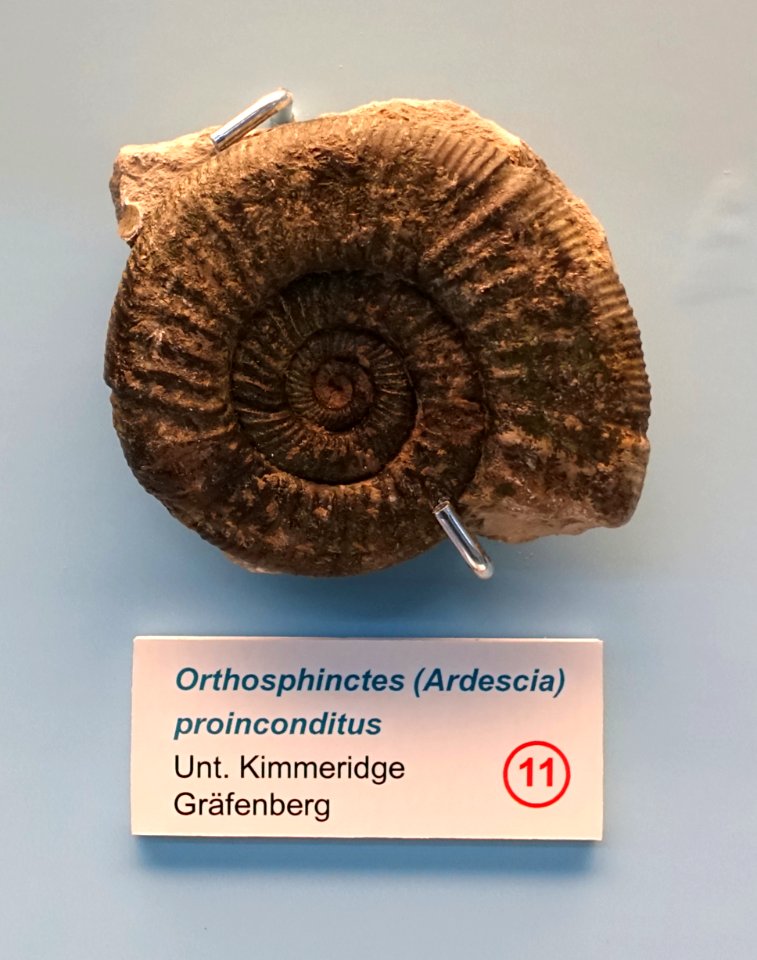 Orthosphinctes (Ardescia) proinconditus - Naturhistorisches Museum Nürnberg - Nuremberg, Germany - DSC04156