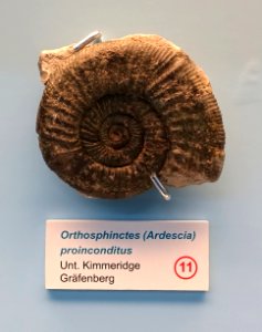 Orthosphinctes (Ardescia) proinconditus - Naturhistorisches Museum Nürnberg - Nuremberg, Germany - DSC04156