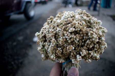 Flower edelweiss zoom