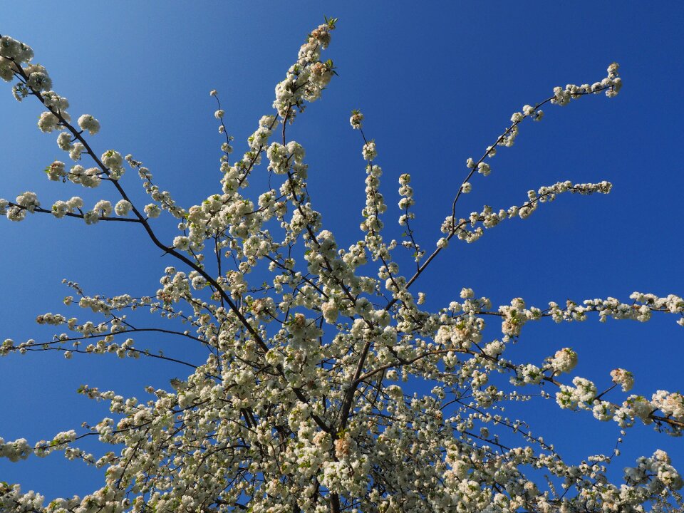Spring blossom bloom