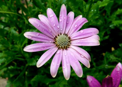 Osteospermum sunny xita
