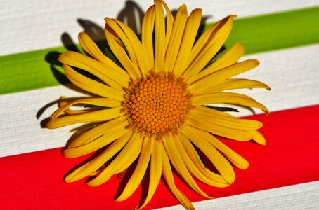 Pointed flower close up beautiful