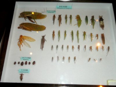 Orthoptera of Tropics 1 - Kyoto University Museum - DSC06483