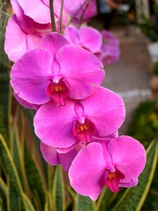 Violet flora growth photo