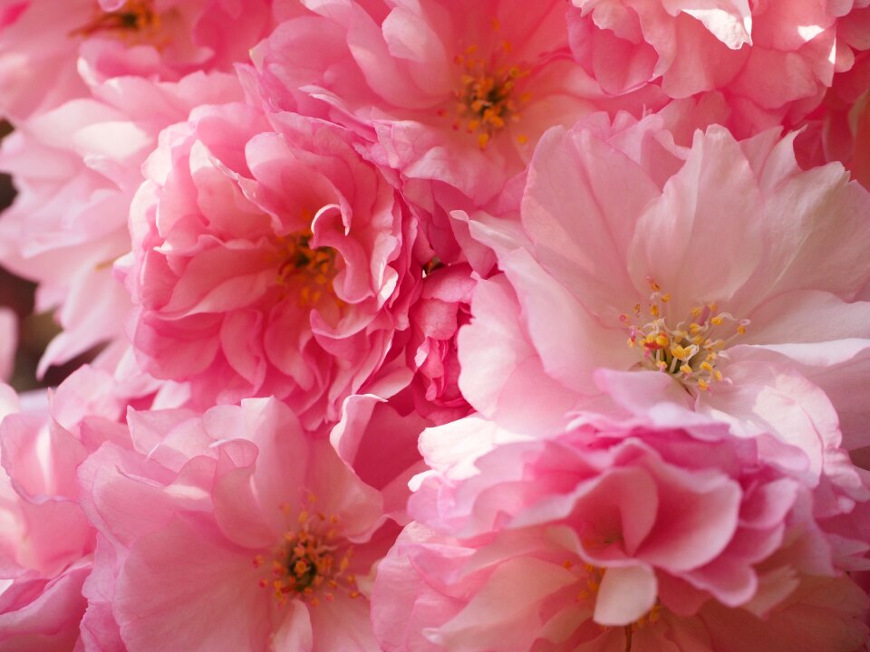 Blossom bloom japanese flowering cherry