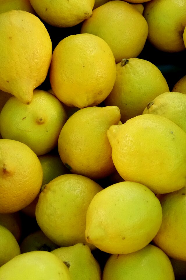 Citrus fruits fruit lemon tree