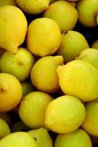 Citrus fruits fruit lemon tree photo
