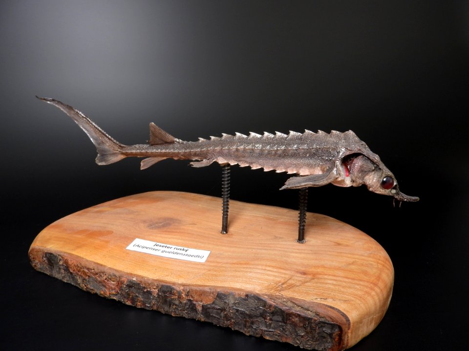 Osteichthyes - Acipenser gueldenstaedtii