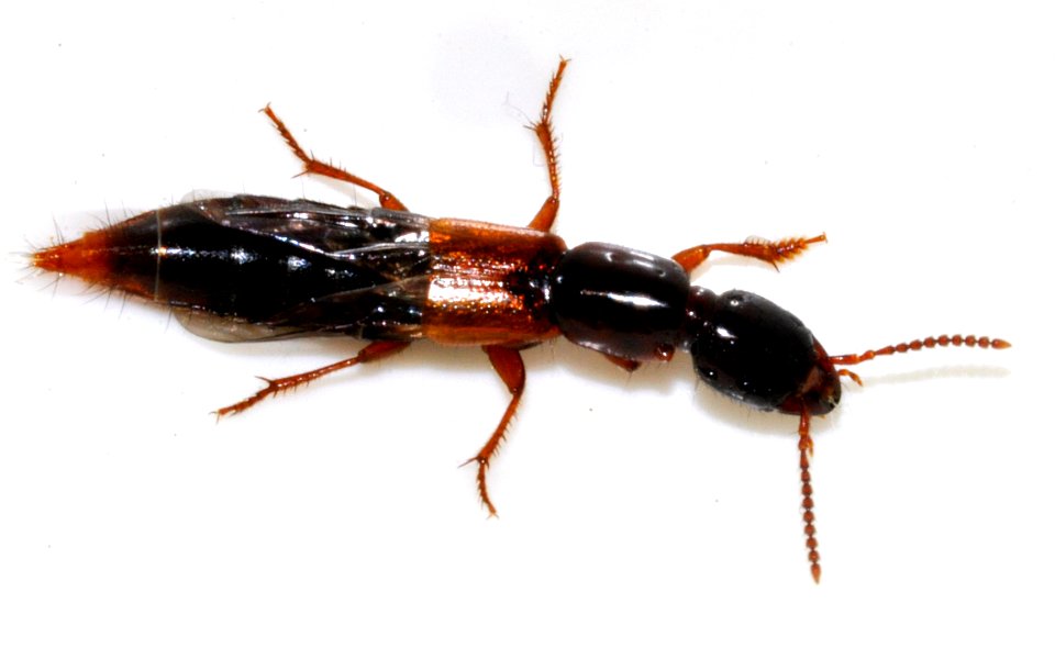 Othius-punctulatus-06-fws