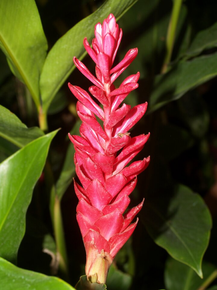 Bright flora growth