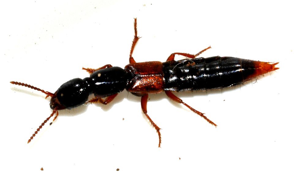 Othius-punctulatus-01-fws