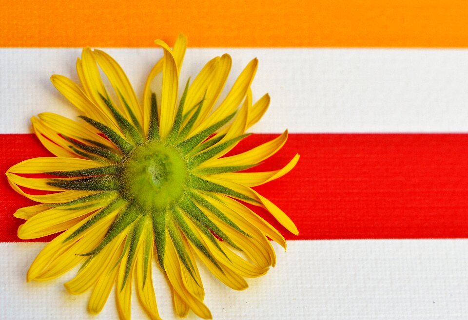 Back pointed flower close up