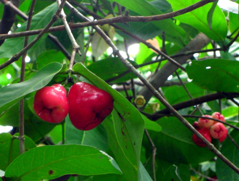 Other unknown fruits in Vietnam