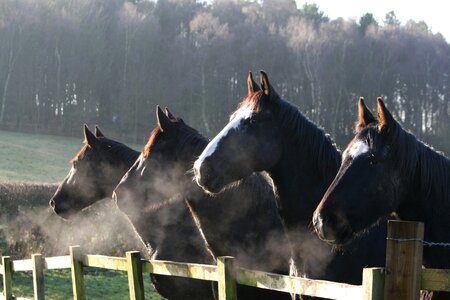 Equestrian mist countryside