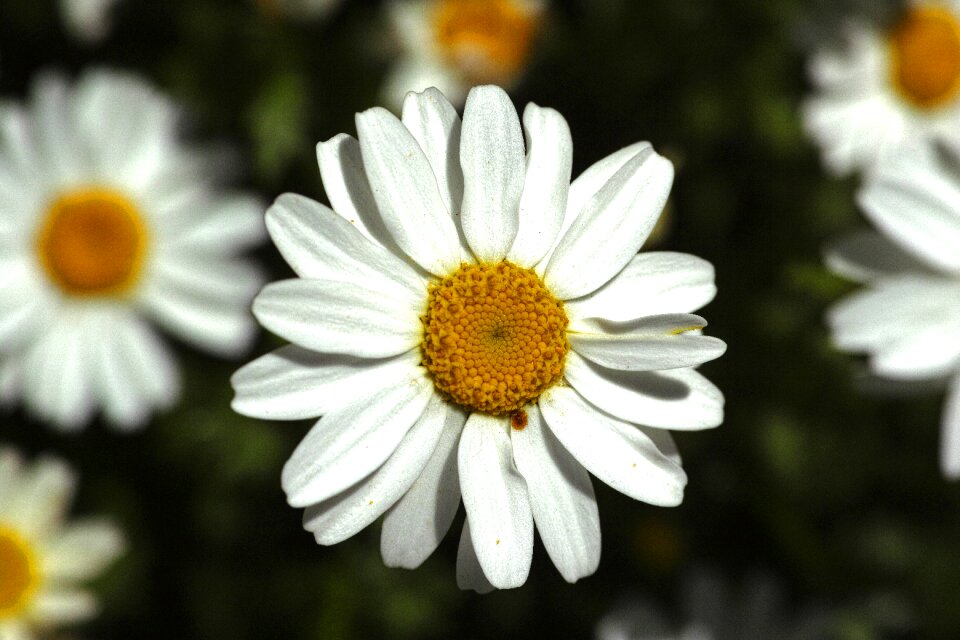 Flower spring summer