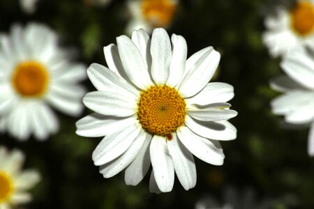 Flower spring summer