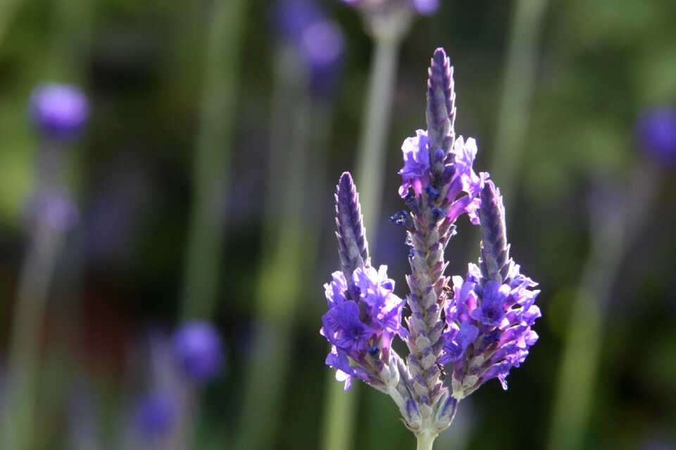 Purple flower closeup scented