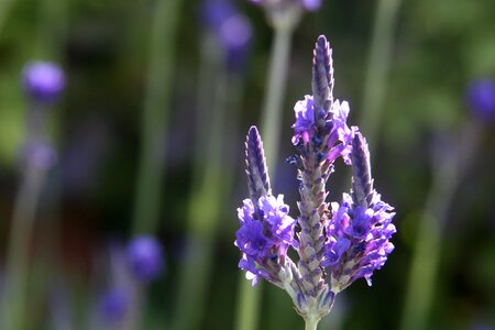 Purple flower closeup scented photo