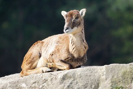 European mouflon ovis musimon gmelini mammal photo