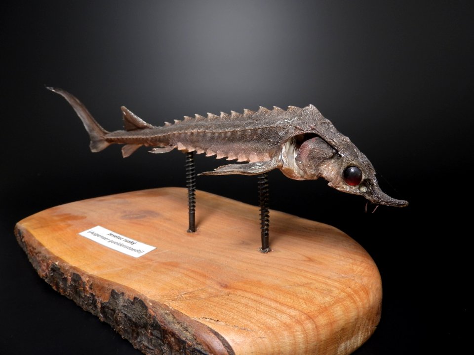 Osteichthyes - Acipenser gueldenstaedtii 2