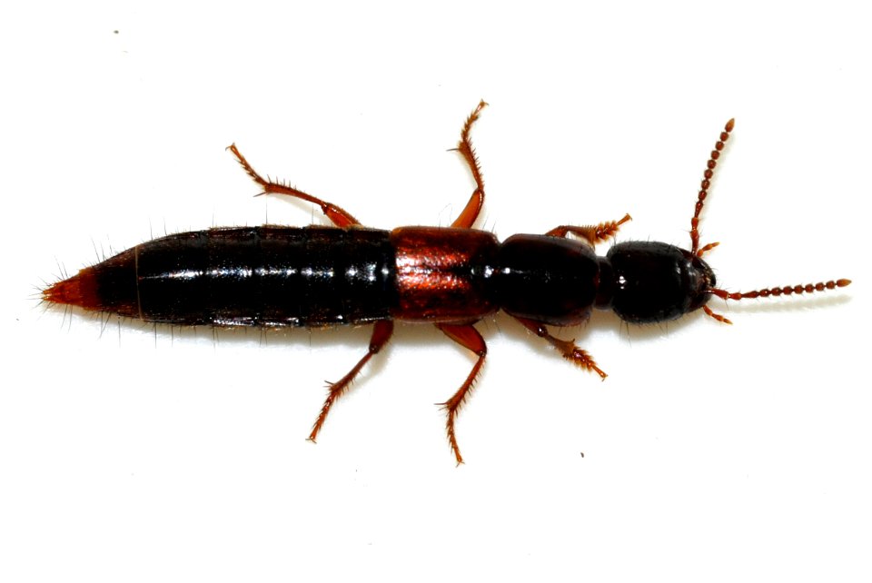 Othius-punctulatus-08-fws