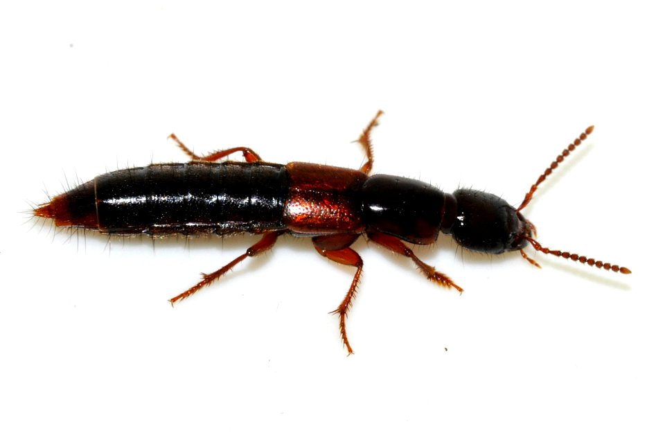 Othius-punctulatus-09-fws