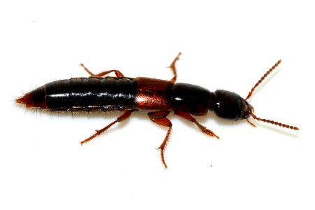 Othius-punctulatus-09-fws