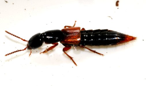 Othius-punctulatus-04-fws