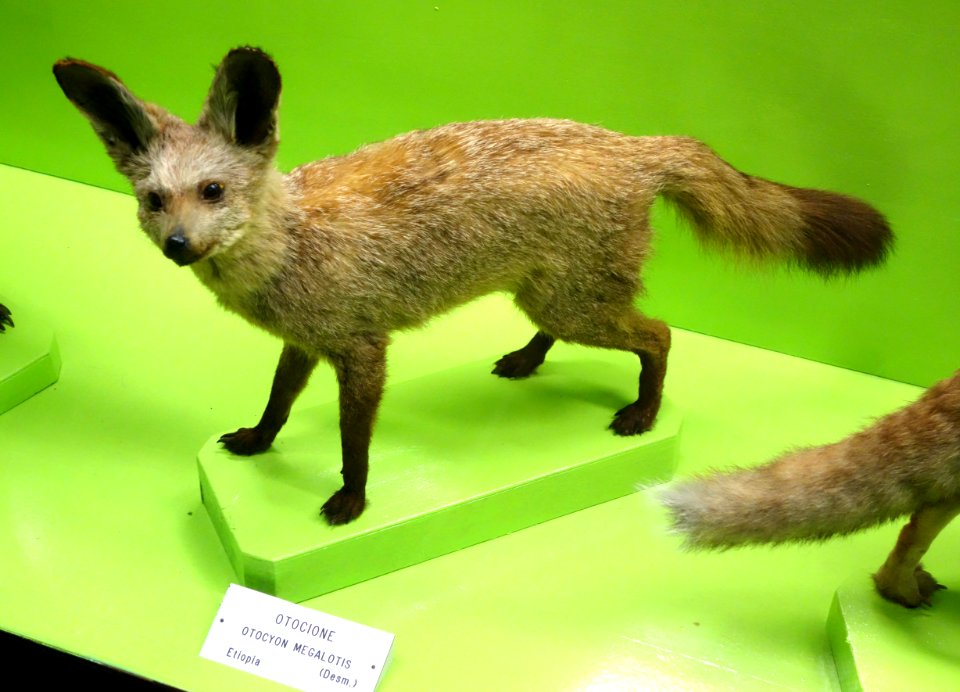 Otocyon megalotis - Museo Civico di Storia Naturale Giacomo Doria - Genoa, Italy - DSC02646