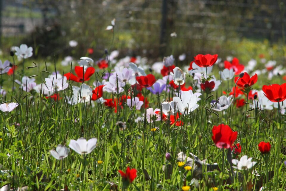 Nature anemone white