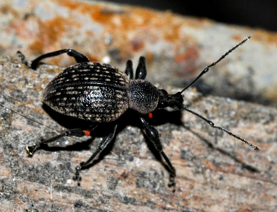 Otiorhynchus-armadillo-03-fws