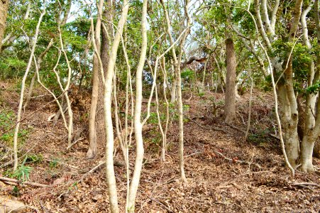 Otaniyama Kofun Group-22, funkyu-1