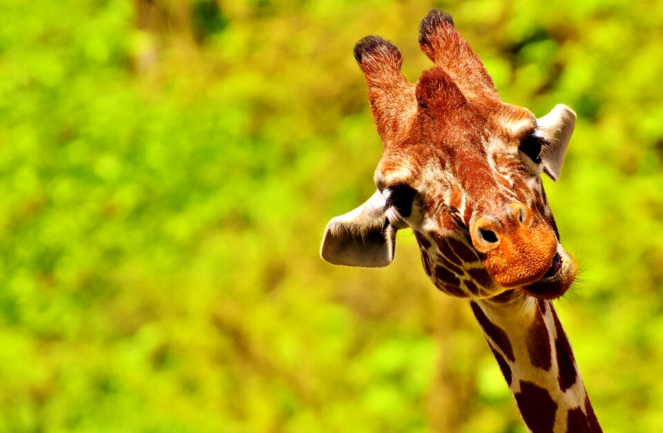 Zoo animal animal portrait