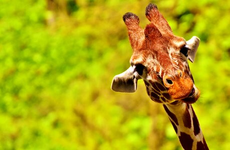 Zoo animal animal portrait