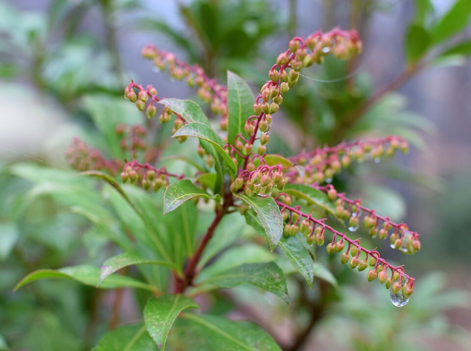 Buds garden raindrops