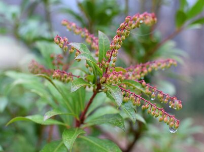 Buds garden raindrops