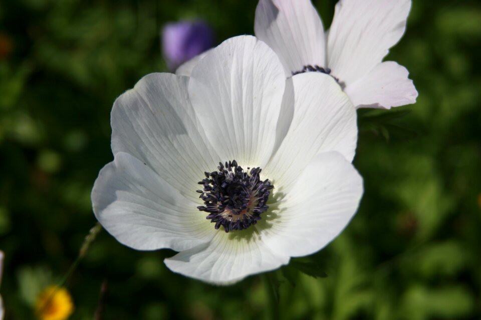 Closeup wild bloom