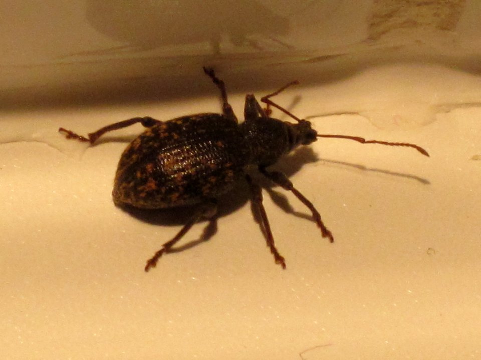 Otiorhynchus sulcatus (Black vine weevil), Arnhem, the Netherlands
