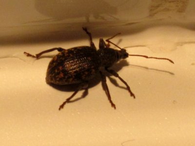 Otiorhynchus sulcatus (Black vine weevil), Arnhem, the Netherlands photo