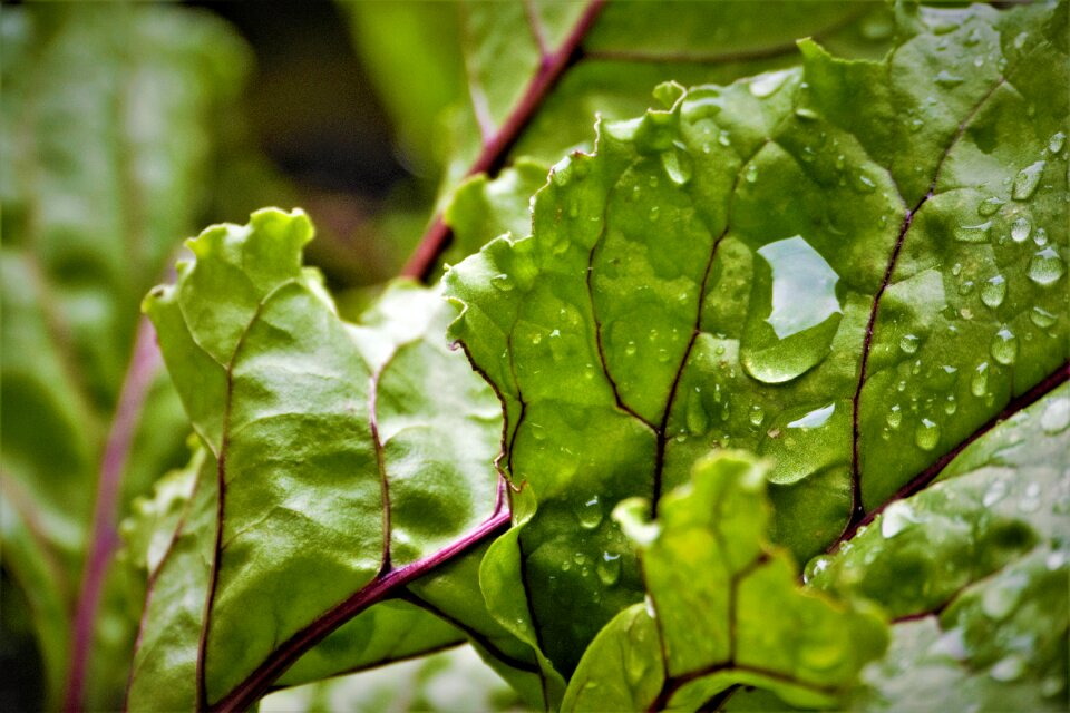 Garden leaves plant