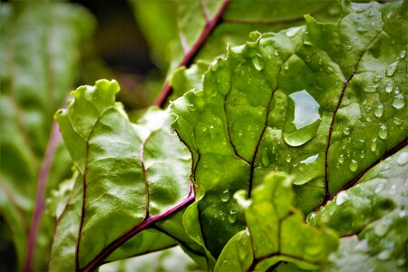 Garden leaves plant