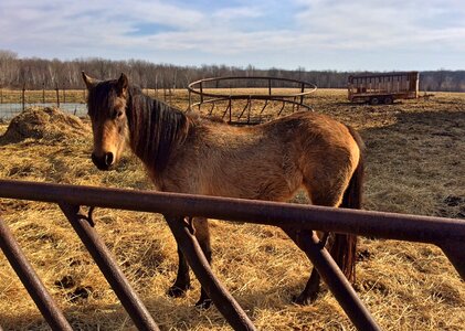Rural ranch equine
